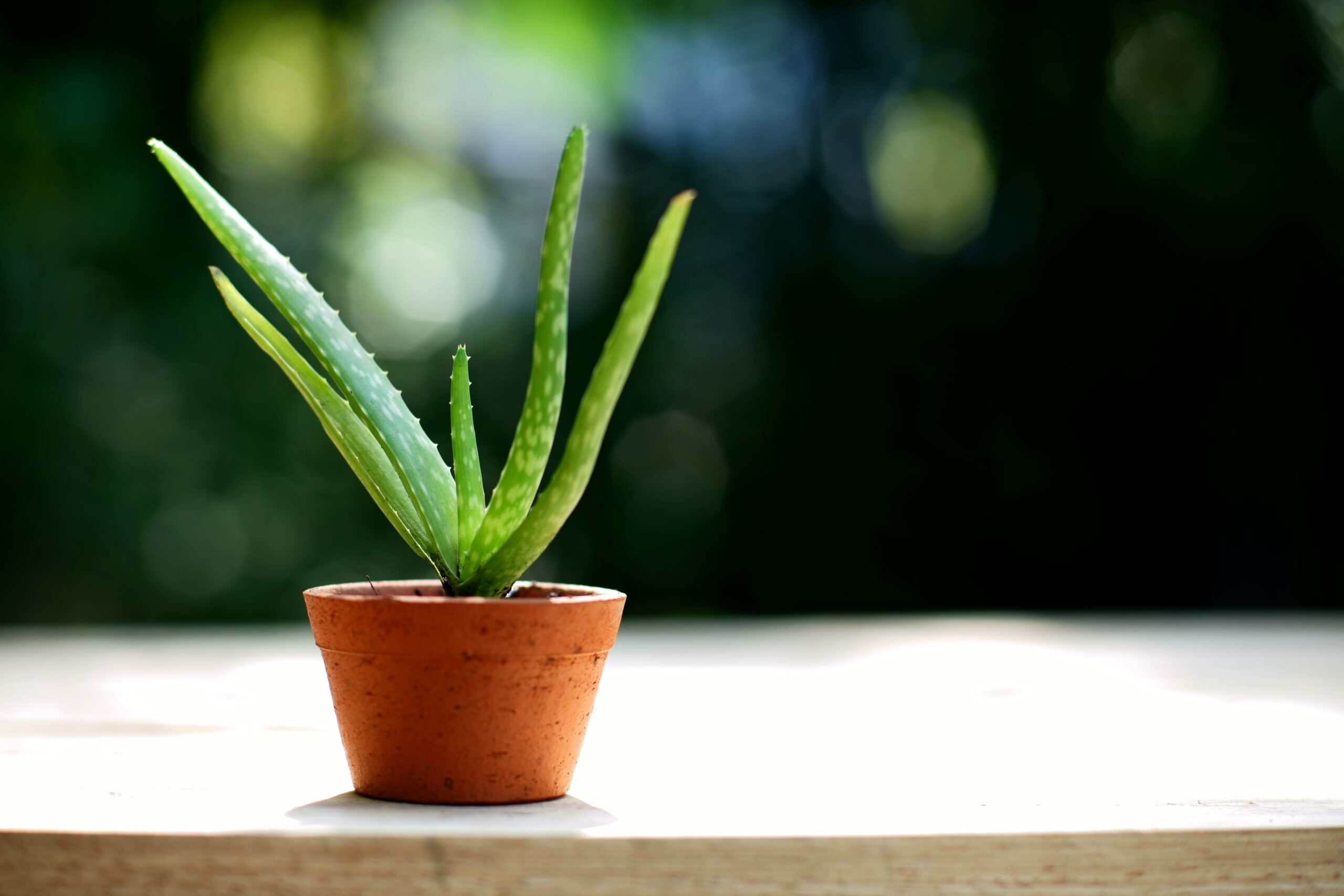 plant aloe plant