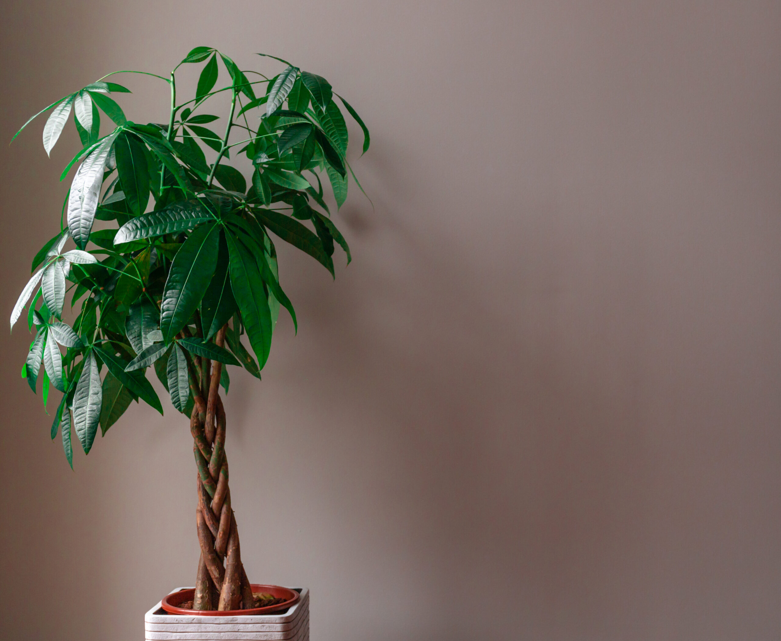 plant money tree