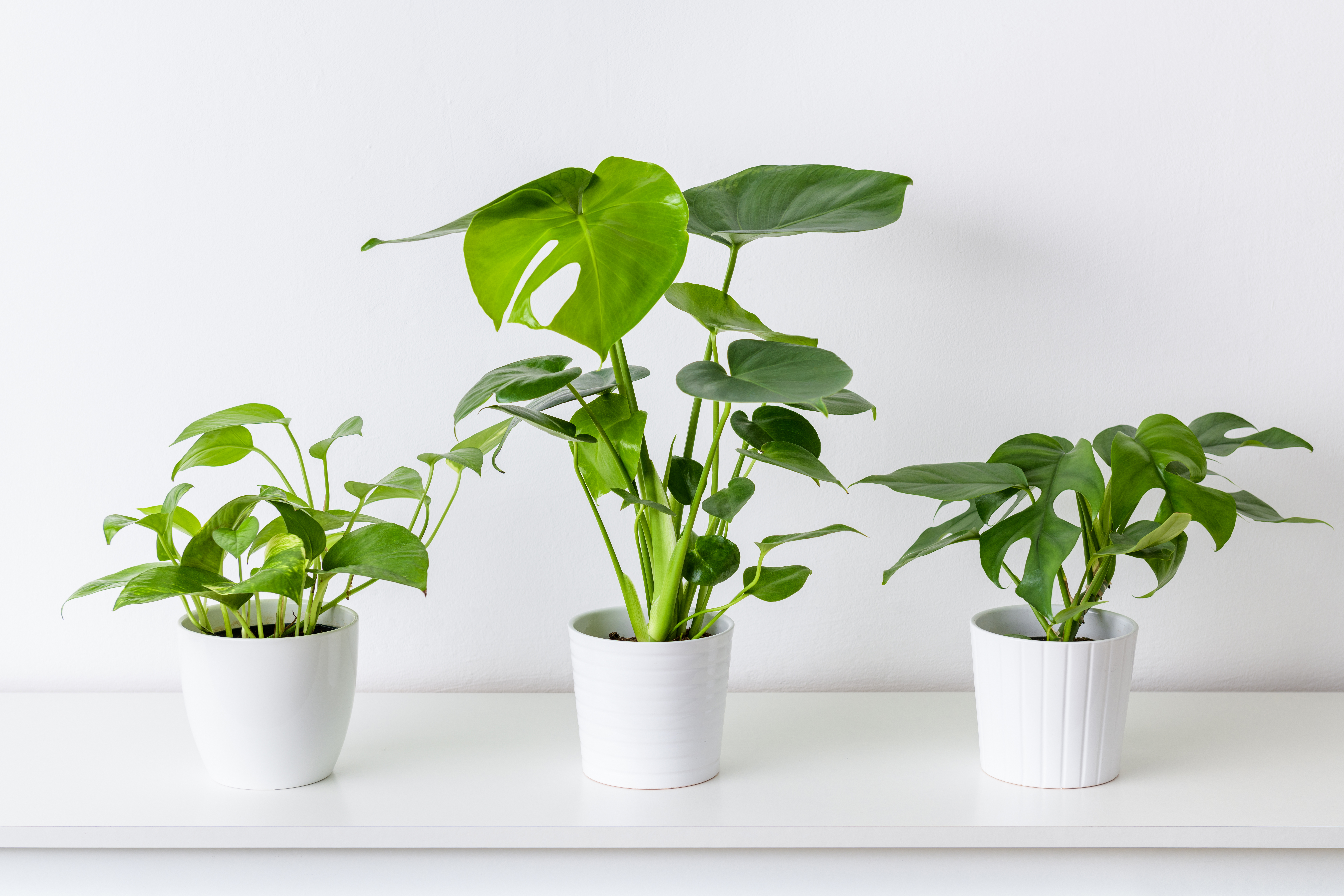 plant pothos