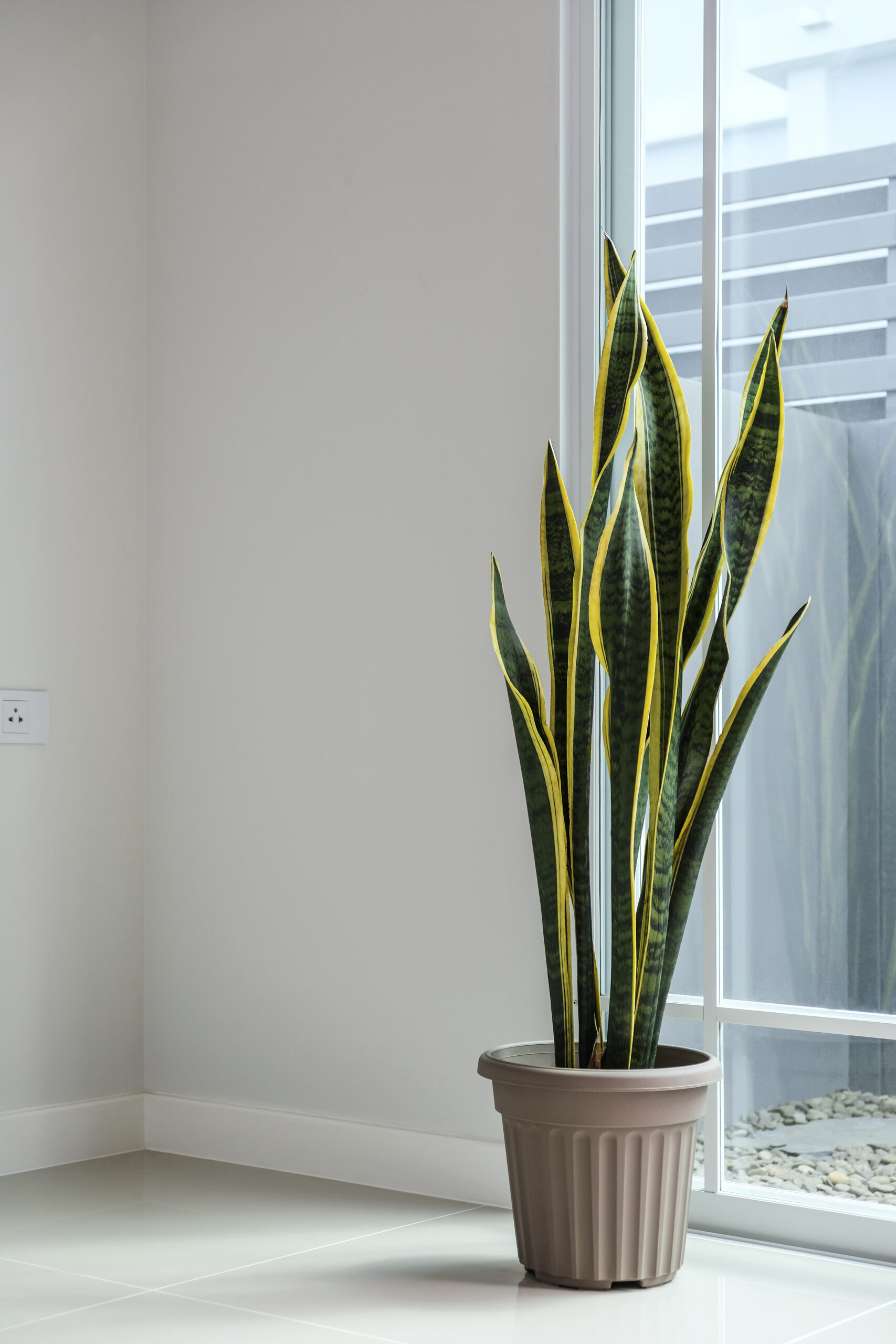 plant snake plant