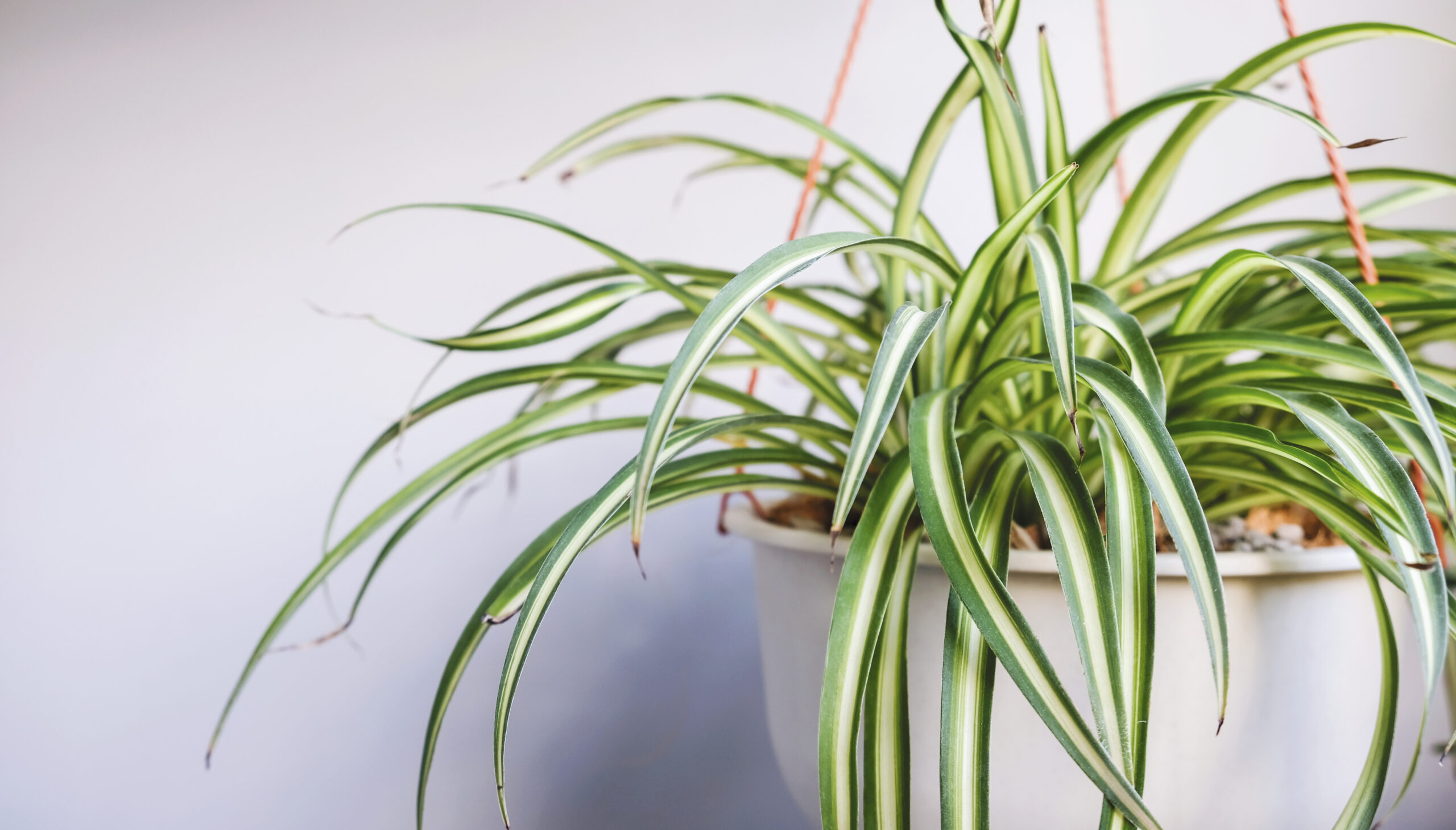 plant spider plant