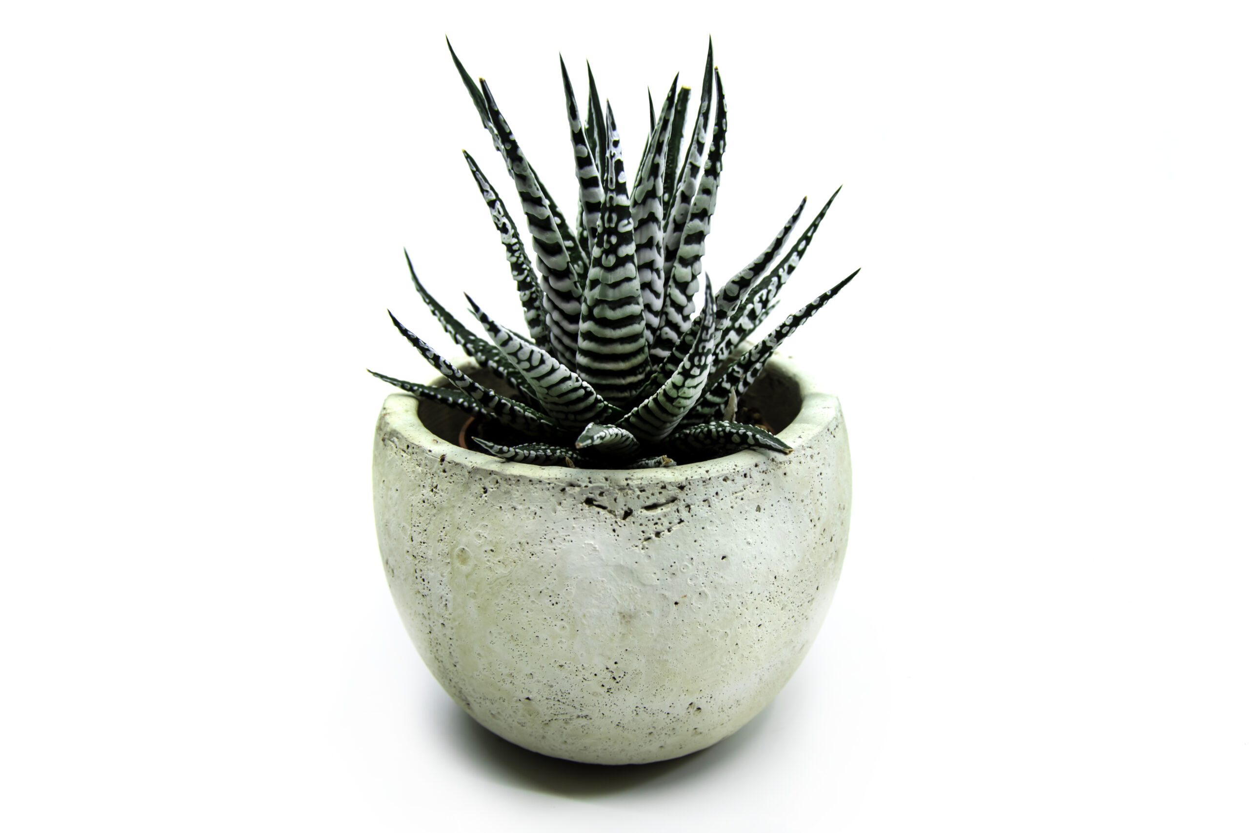 plant zebra haworthia